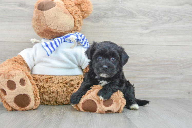 Happy Morkie Baby