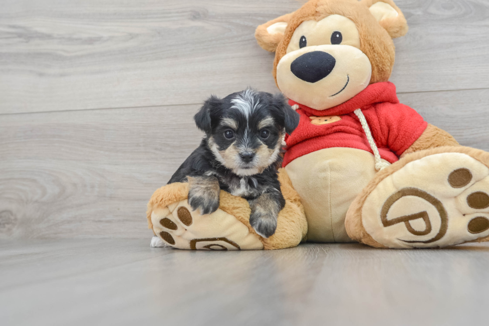Morkie Puppy for Adoption