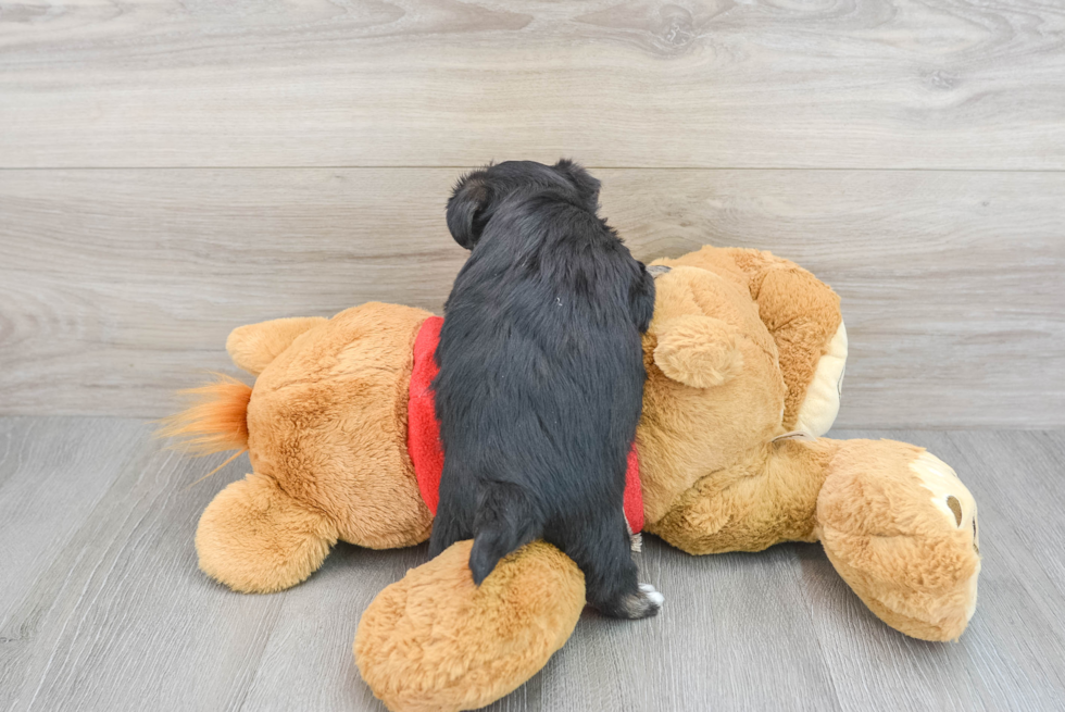 Morkie Puppy for Adoption
