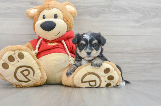 Best Morkie Baby