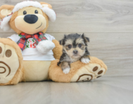 6 week old Morkie Puppy For Sale - Simply Southern Pups