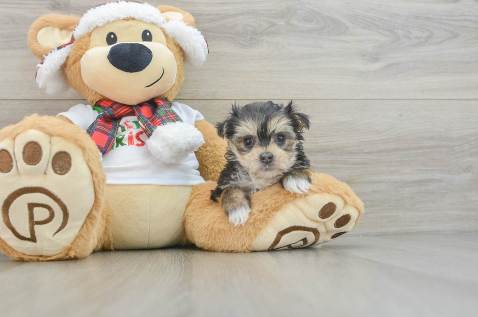 6 week old Morkie Puppy For Sale - Simply Southern Pups