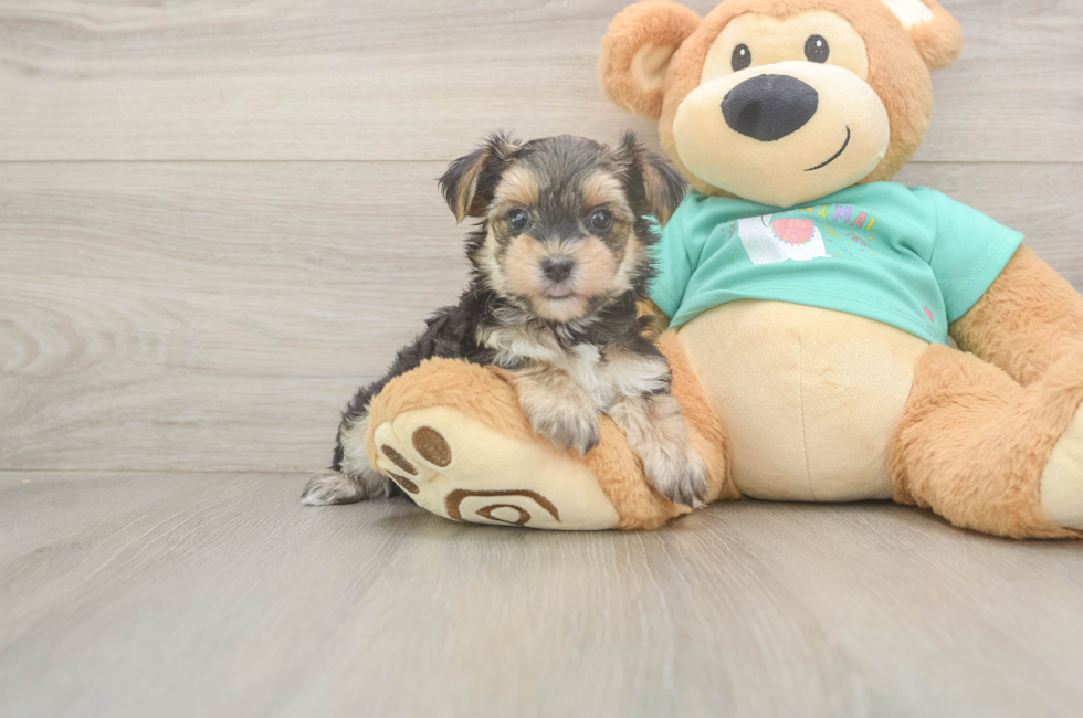 6 week old Morkie Puppy For Sale - Simply Southern Pups