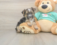 8 week old Morkie Puppy For Sale - Simply Southern Pups
