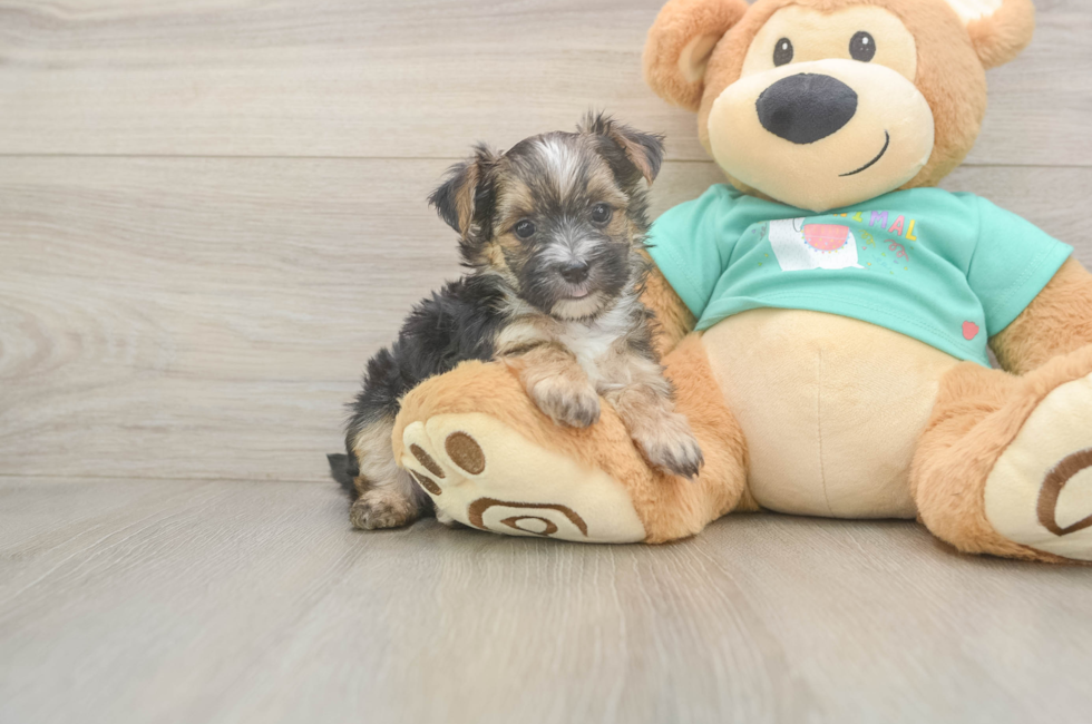 6 week old Morkie Puppy For Sale - Simply Southern Pups