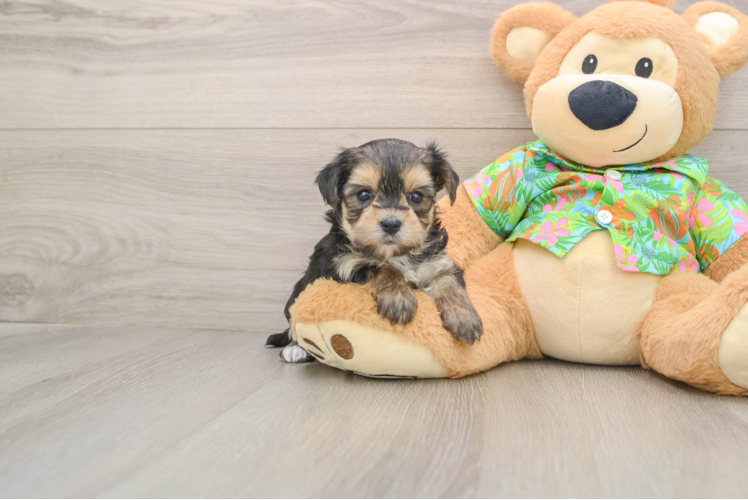 Best Morkie Baby