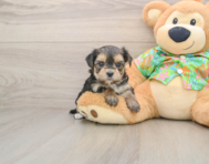 6 week old Morkie Puppy For Sale - Simply Southern Pups