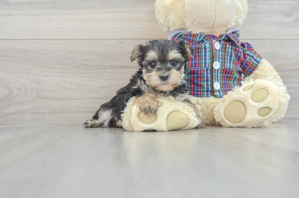 7 week old Morkie Puppy For Sale - Simply Southern Pups