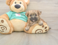 8 week old Morkie Puppy For Sale - Simply Southern Pups