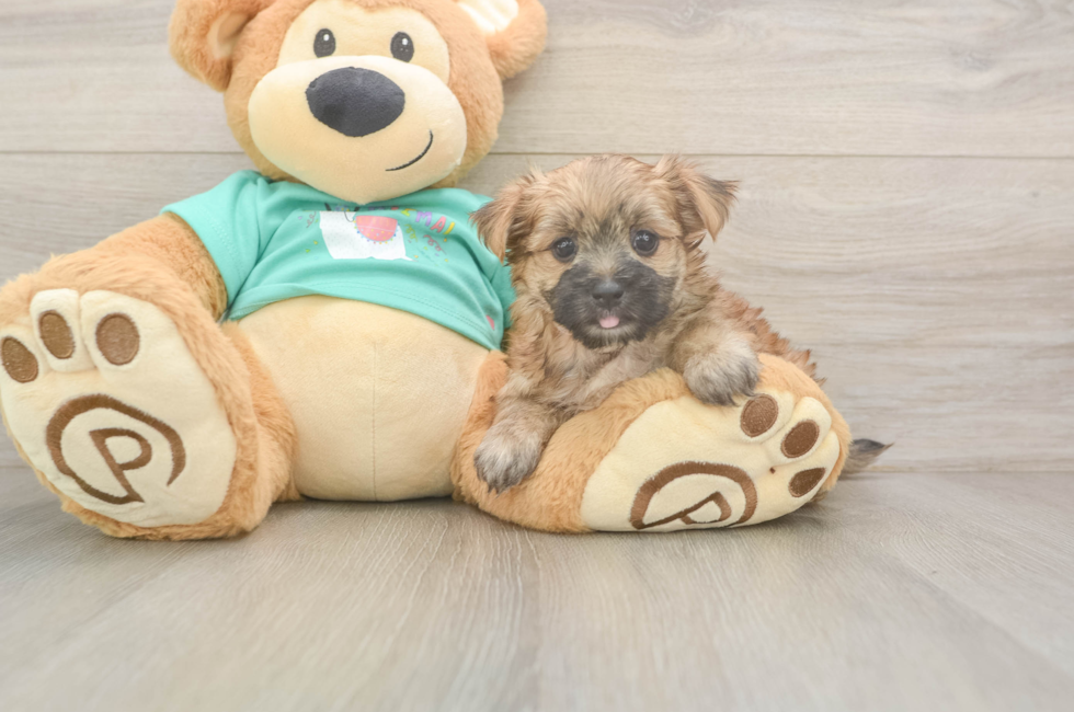 6 week old Morkie Puppy For Sale - Simply Southern Pups