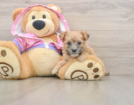 6 week old Morkie Puppy For Sale - Simply Southern Pups