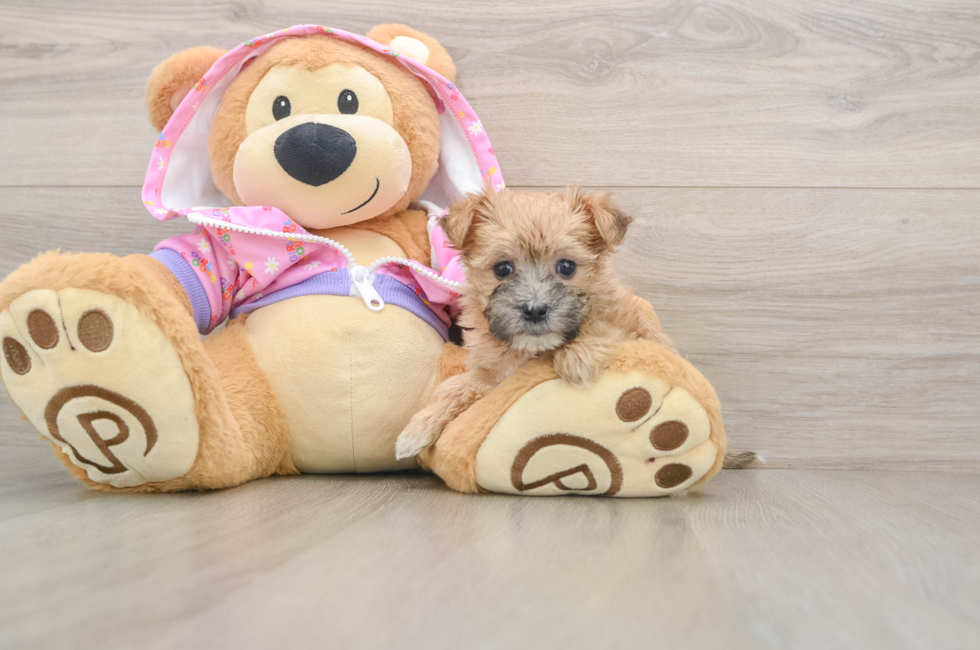 5 week old Morkie Puppy For Sale - Simply Southern Pups