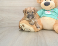 8 week old Morkie Puppy For Sale - Simply Southern Pups