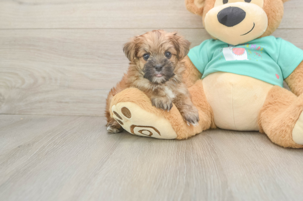 6 week old Morkie Puppy For Sale - Simply Southern Pups