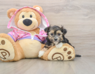 6 week old Morkie Puppy For Sale - Simply Southern Pups