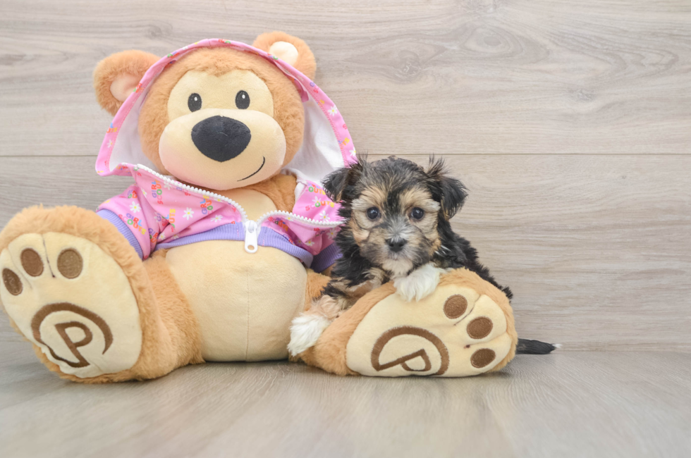 5 week old Morkie Puppy For Sale - Simply Southern Pups