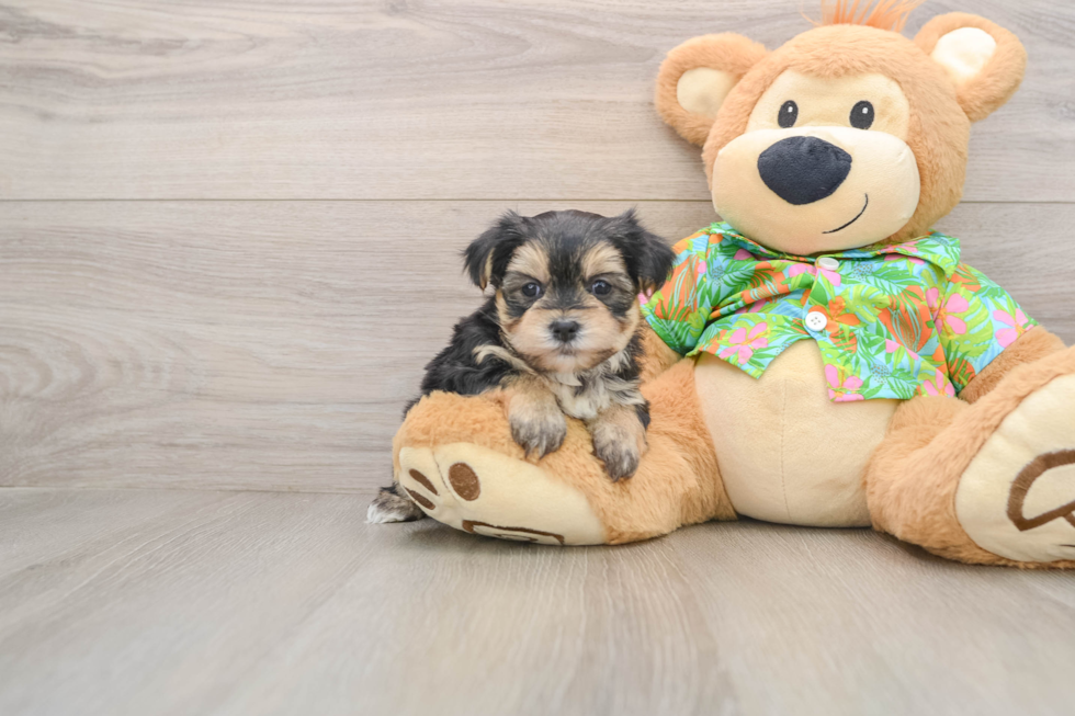 Morkie Pup Being Cute