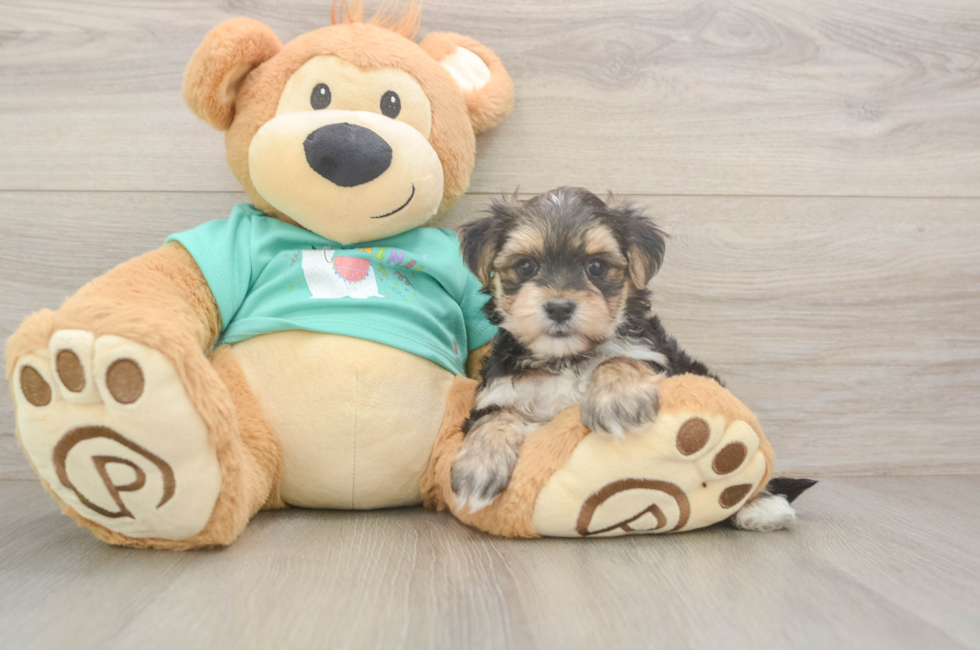 6 week old Morkie Puppy For Sale - Simply Southern Pups