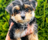 Morkie Puppies For Sale Simply Southern Pups