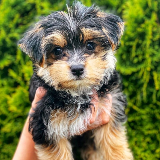 Morkie Puppies For Sale - Simply Southern Pups