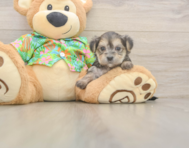 5 week old Morkie Puppy For Sale - Simply Southern Pups