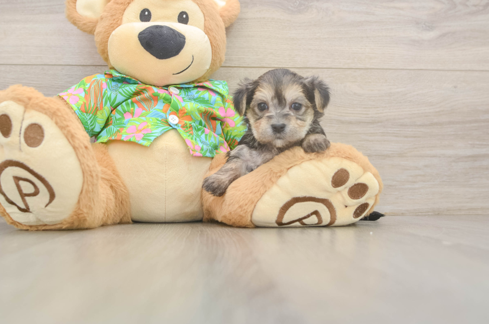 5 week old Morkie Puppy For Sale - Simply Southern Pups