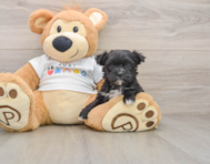 6 week old Morkie Puppy For Sale - Simply Southern Pups