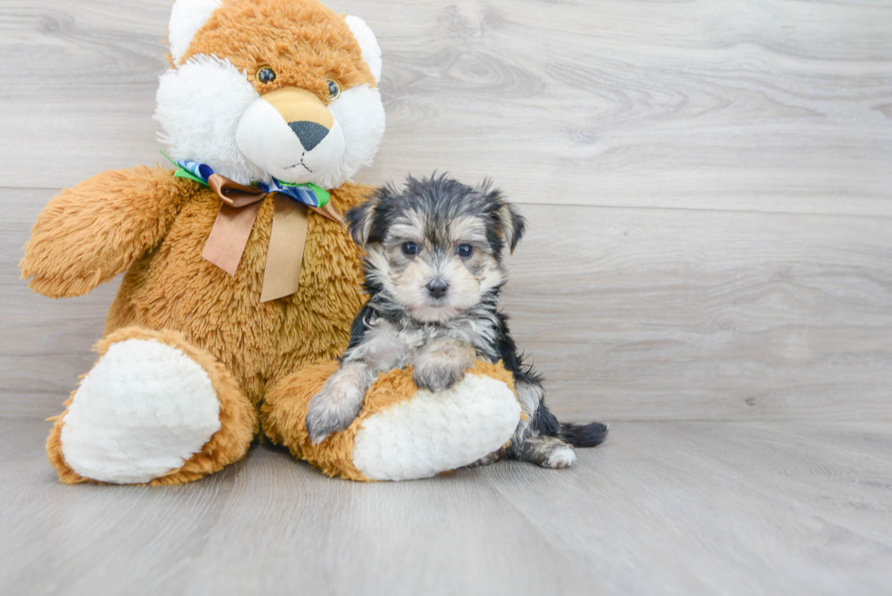 Morkie Puppy for Adoption