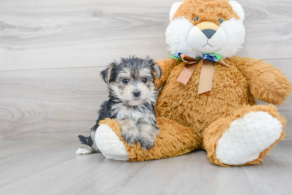 Cute Morkie Baby