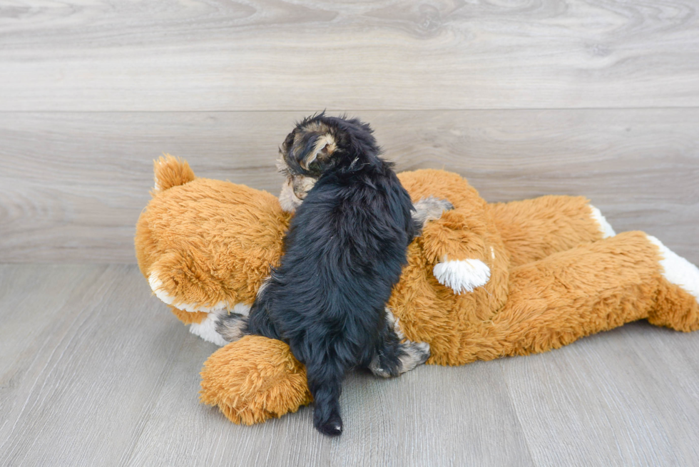 Best Morkie Baby