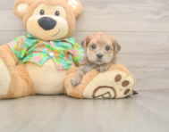 5 week old Morkie Puppy For Sale - Simply Southern Pups