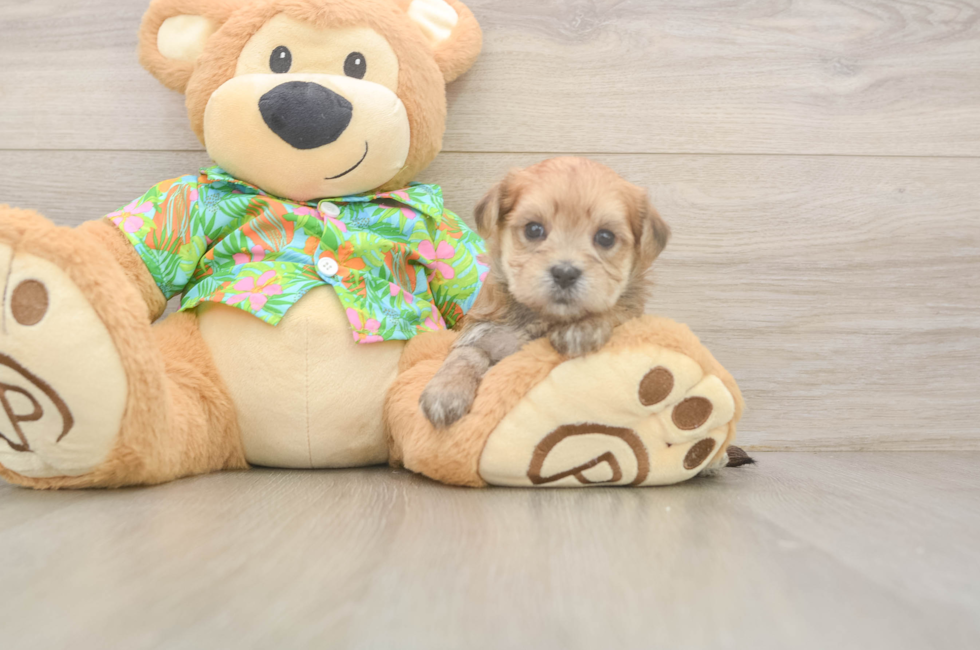 5 week old Morkie Puppy For Sale - Simply Southern Pups