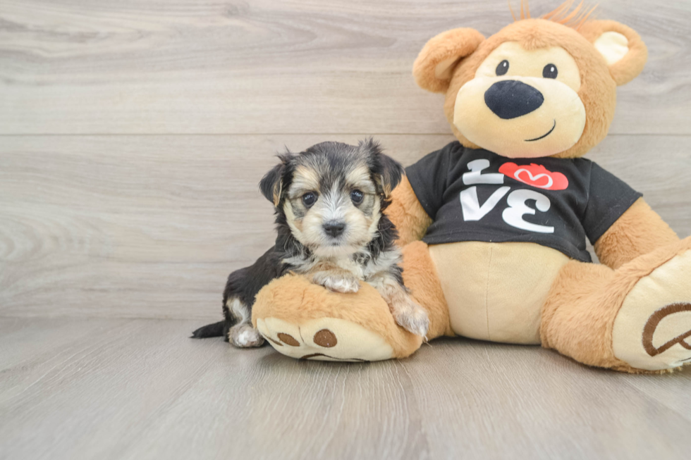 Petite Morkie Designer Pup