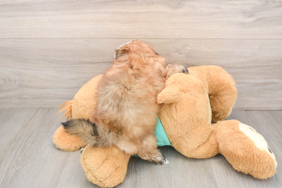 Popular Morkie Designer Pup