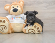 5 week old Morkie Puppy For Sale - Simply Southern Pups