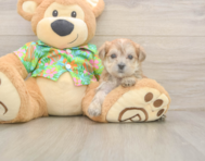 5 week old Morkie Puppy For Sale - Simply Southern Pups
