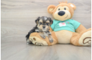 Small Morkie Baby
