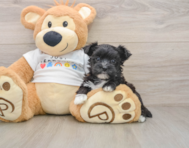 6 week old Morkie Puppy For Sale - Simply Southern Pups