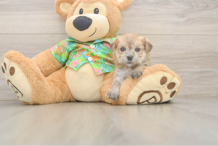 Fluffy Morkie Designer Pup