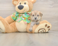 5 week old Morkie Puppy For Sale - Simply Southern Pups