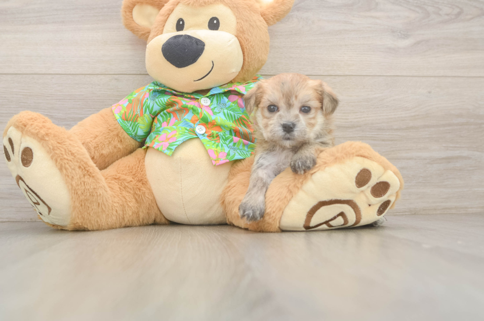 5 week old Morkie Puppy For Sale - Simply Southern Pups