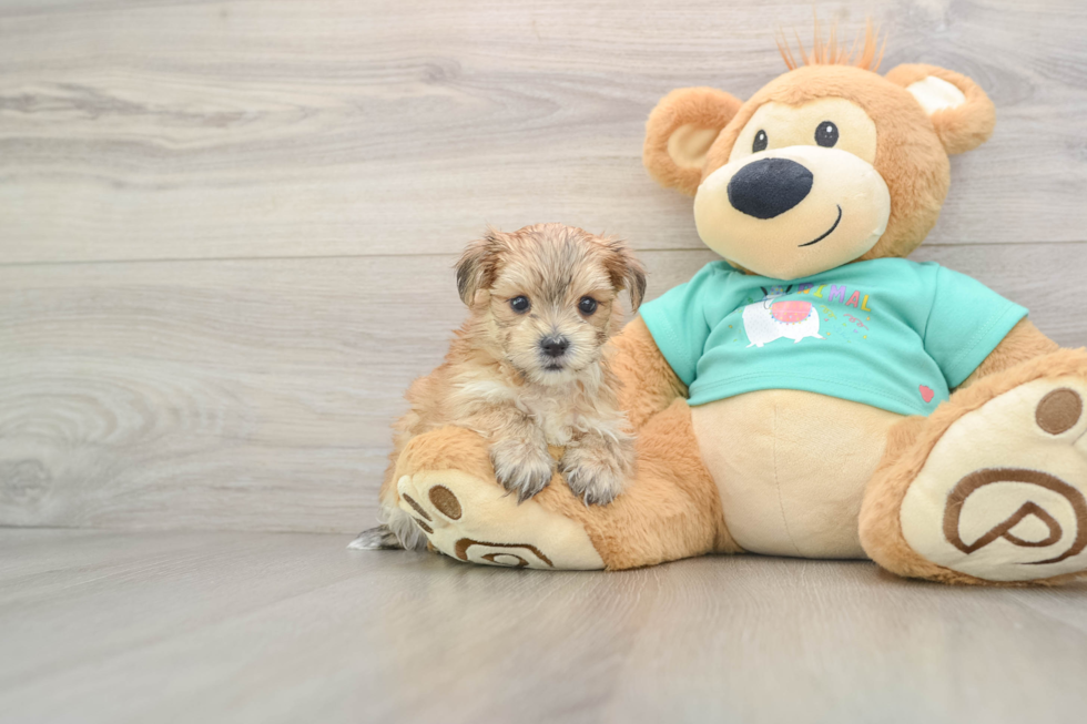 Adorable Yortese Designer Puppy