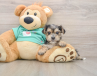 7 week old Morkie Puppy For Sale - Simply Southern Pups