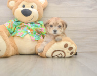 5 week old Morkie Puppy For Sale - Simply Southern Pups