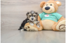 Morkie Puppy for Adoption