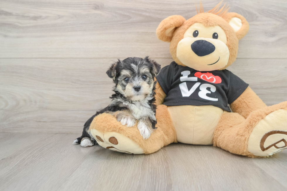 Morkie Pup Being Cute