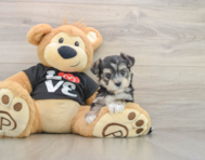 8 week old Morkie Puppy For Sale - Simply Southern Pups