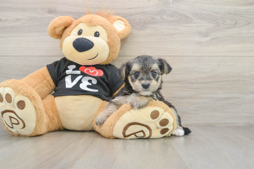 Morkie Puppy for Adoption