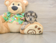 5 week old Morkie Puppy For Sale - Simply Southern Pups