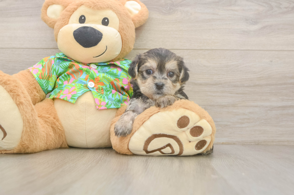 5 week old Morkie Puppy For Sale - Simply Southern Pups